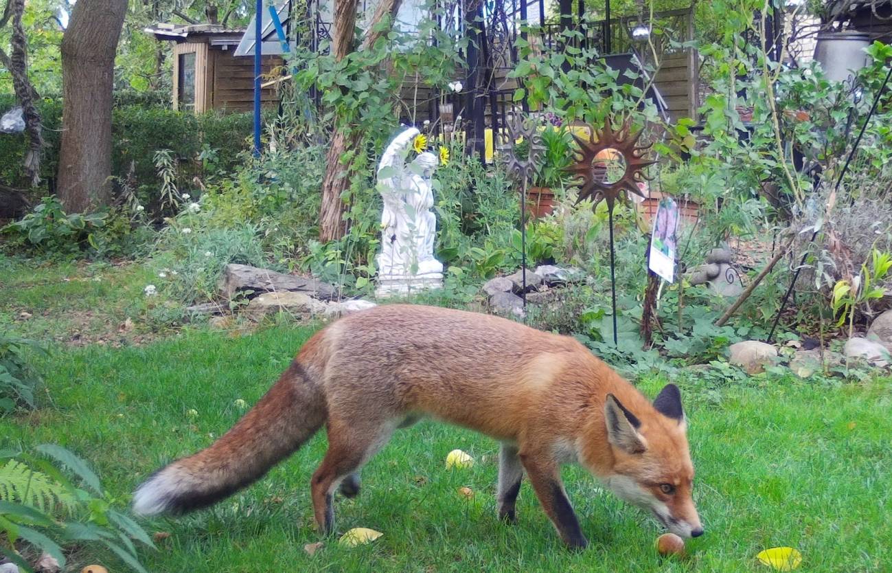 Un laboratorio en el jardín: así se relacionan los animales salvajes de la ciudad mientras no hay humanos  