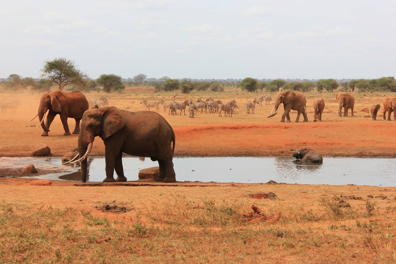 Elefante africano