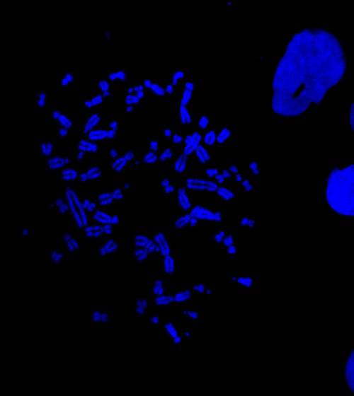 Imagen del artículo publicado en la revista Oncogene