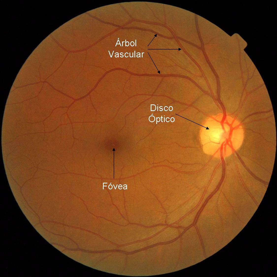 Zonas de la retina / Fundación Descubre