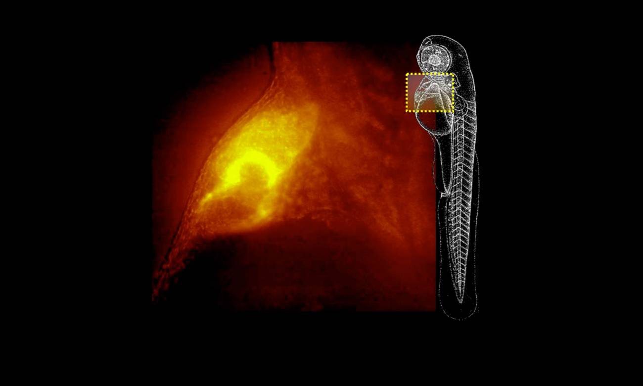Imagen obtenida con el Qls-Scope del corazón de un pez cebra