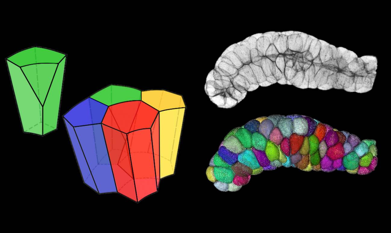 Imágenes de células epiteliales con forma escutoide