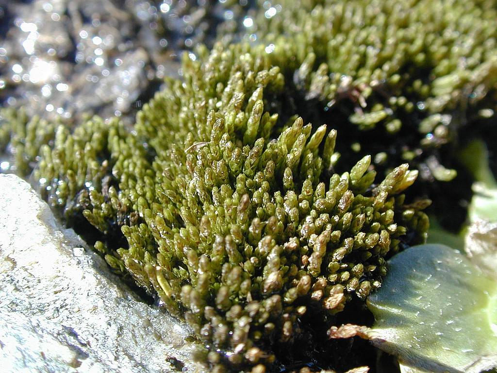 Detalle de <i>Pohlia Obtusifolia</i> (© Michael Lüth).