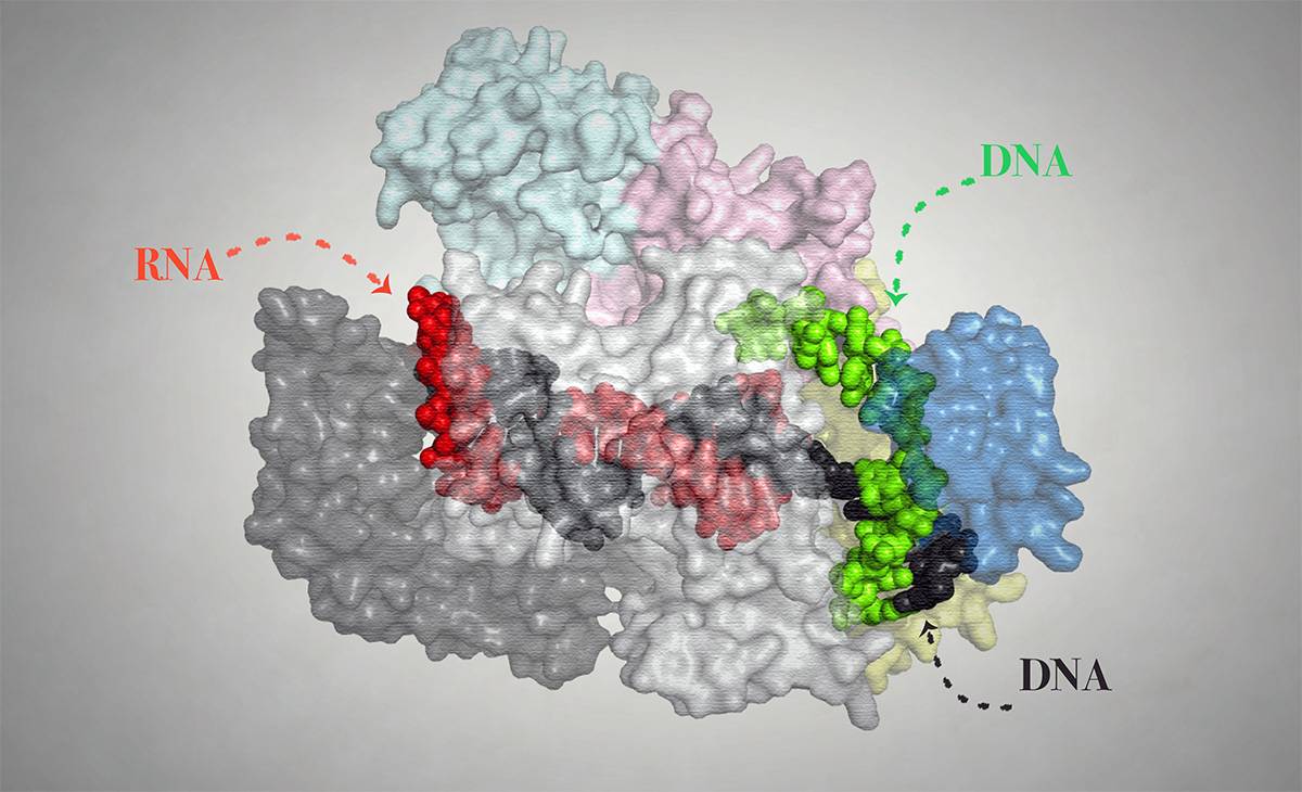 Un nuevo bisturí molecular actúa como un GPS para mejorar la edición genética 
