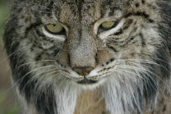 Un nuevo convenio asegurará una tasa de supervivencia mayor en los linces ibéricos reintroducidos