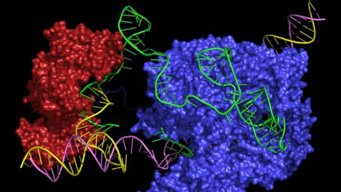 Nuevo editor CRISPR  que podría corregir casi todas las enfermedades genéticas