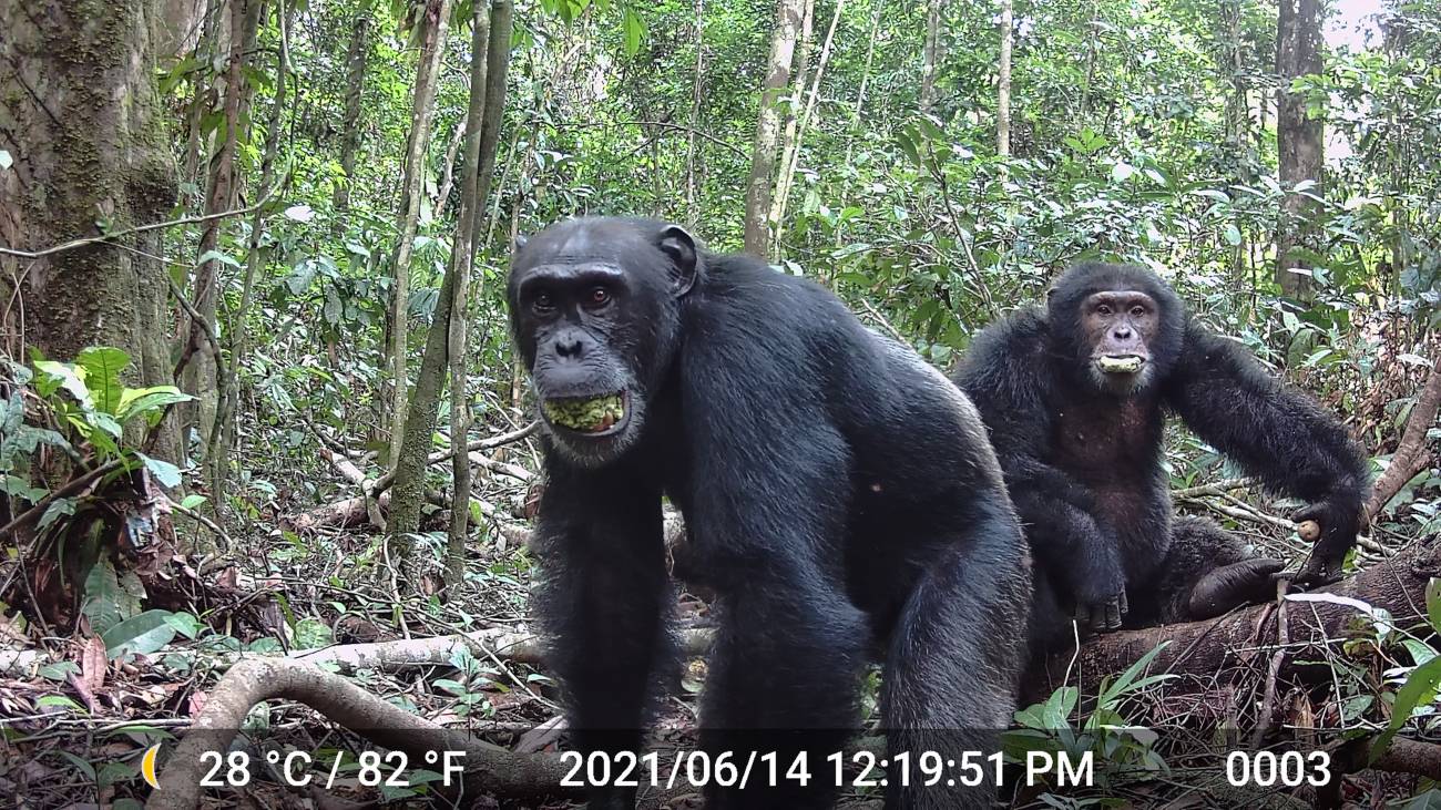 Un par de chimpancés