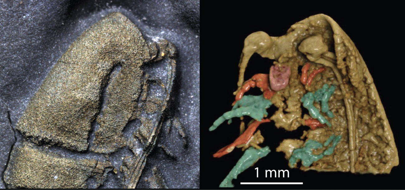 Cabeza de 'Lomankus edgecombei'.