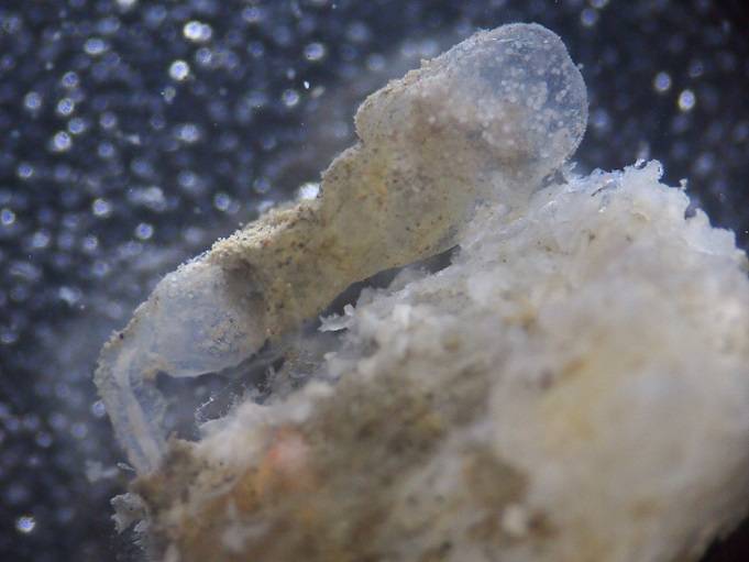 Un nuevo gusano comehuesos aparece por primera vez en el Mediterráneo