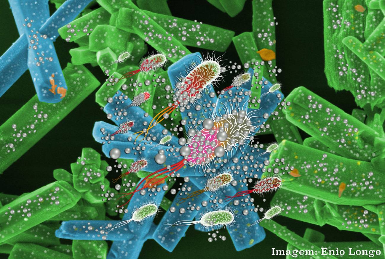 Un nuevo material muestra una fuerte acción contra hongos y tumores