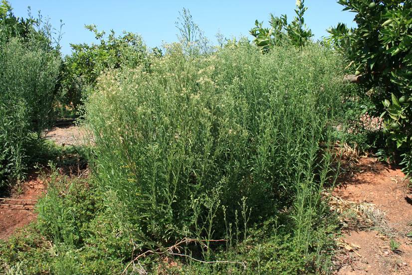 Plantas de Conyza sumatrensis en una parcela de cítricos de la provincia de Huelva 