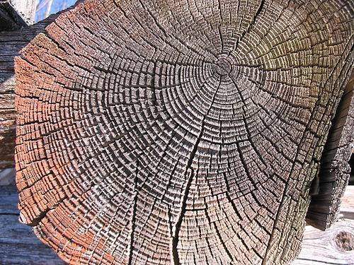 Un nuevo método data objetos de arte históricos a partir de la dendrocronología 