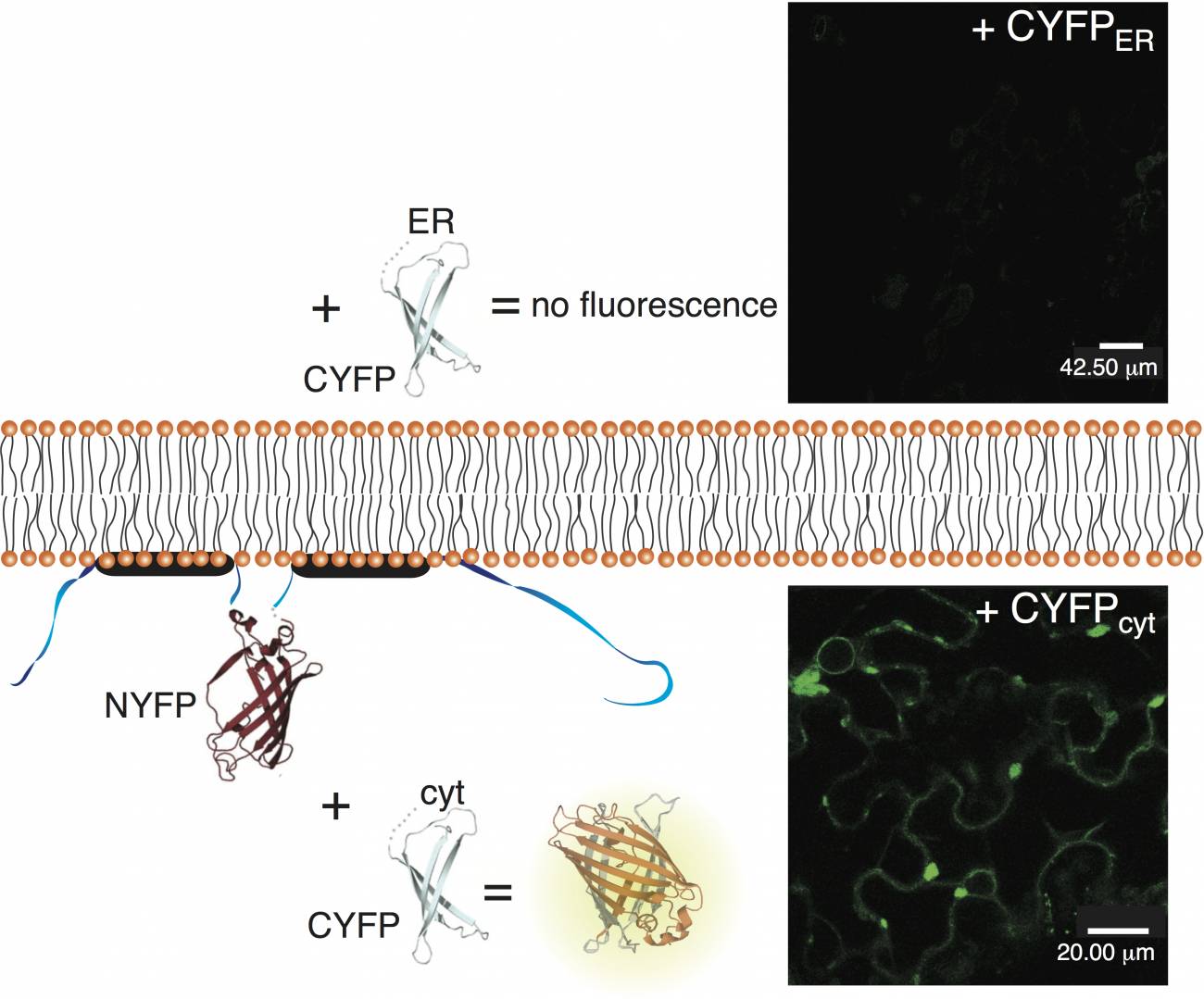 Un nuevo modelo de transporte de virus controla la resistencia de las plantas a infecciones 