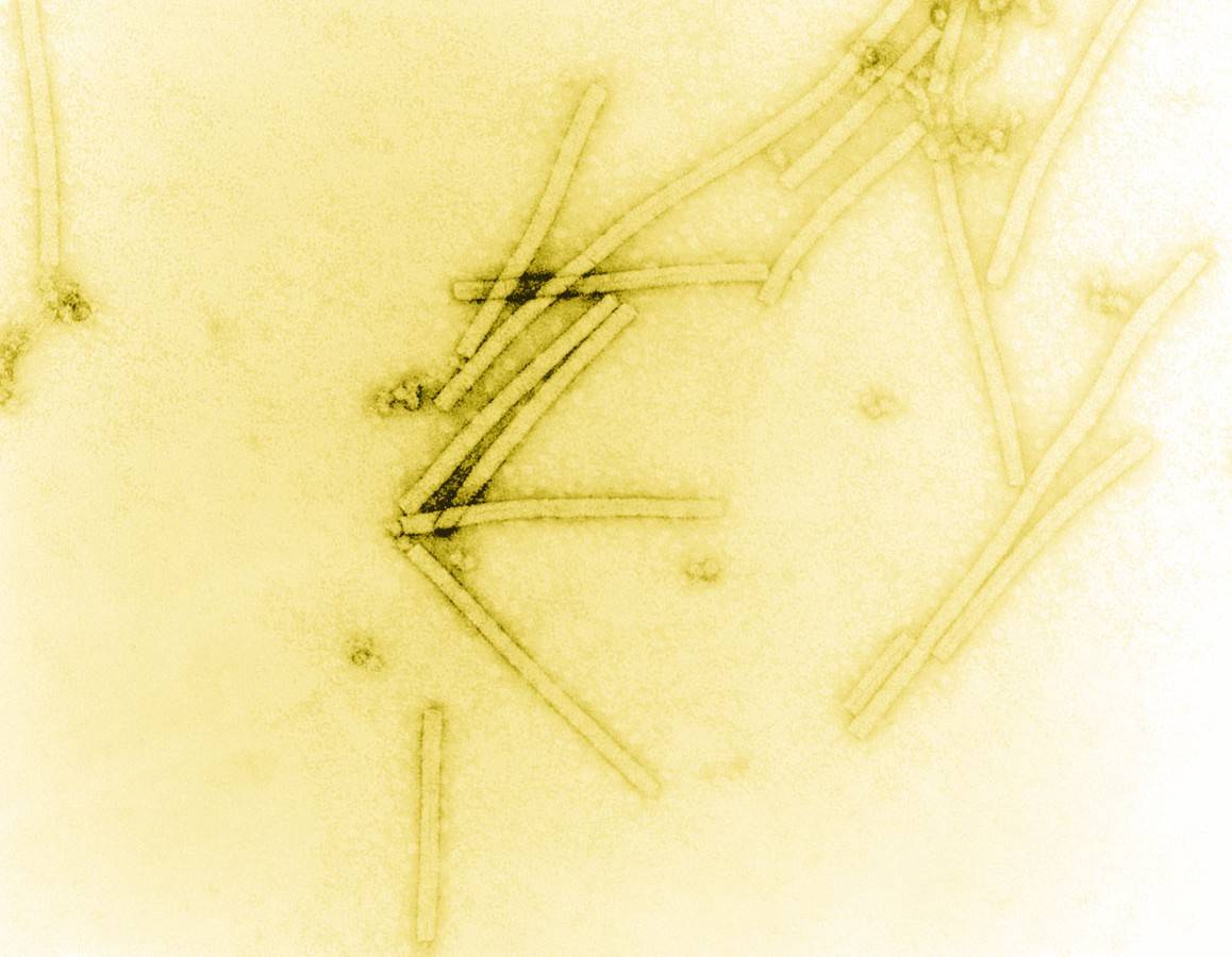 Un nuevo modelo sobre el virus del mosaico del tabaco podría mejorar la resistencia de esta planta