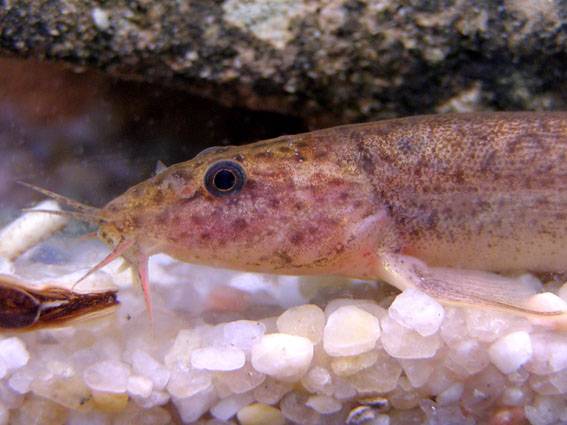Un nuevo pez invasor se extiende por aguas del delta del Ebro