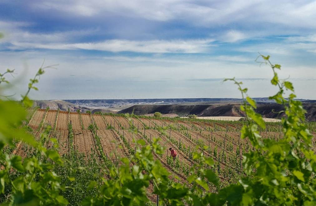 Un nuevo proyecto permitirá ahorrar agua de riego en viñedos