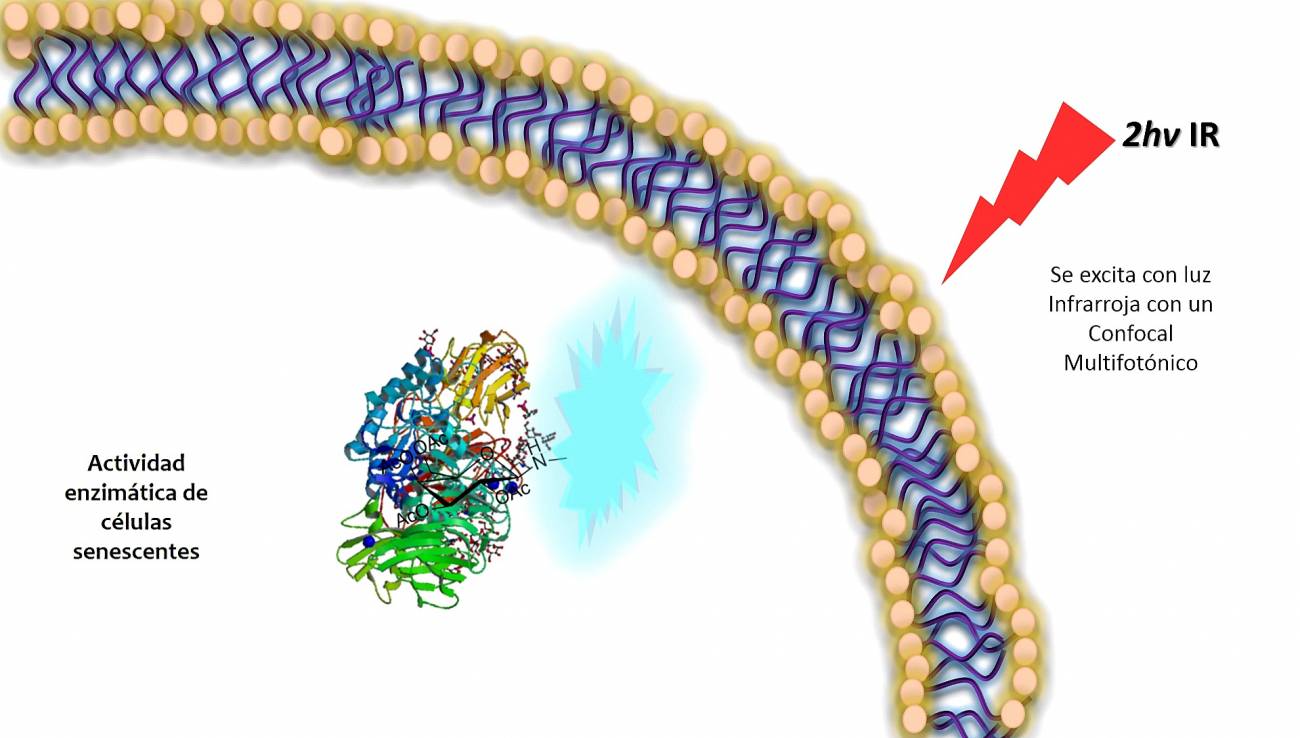 Un nuevo sistema detecta células senescentes ‘in vivo’