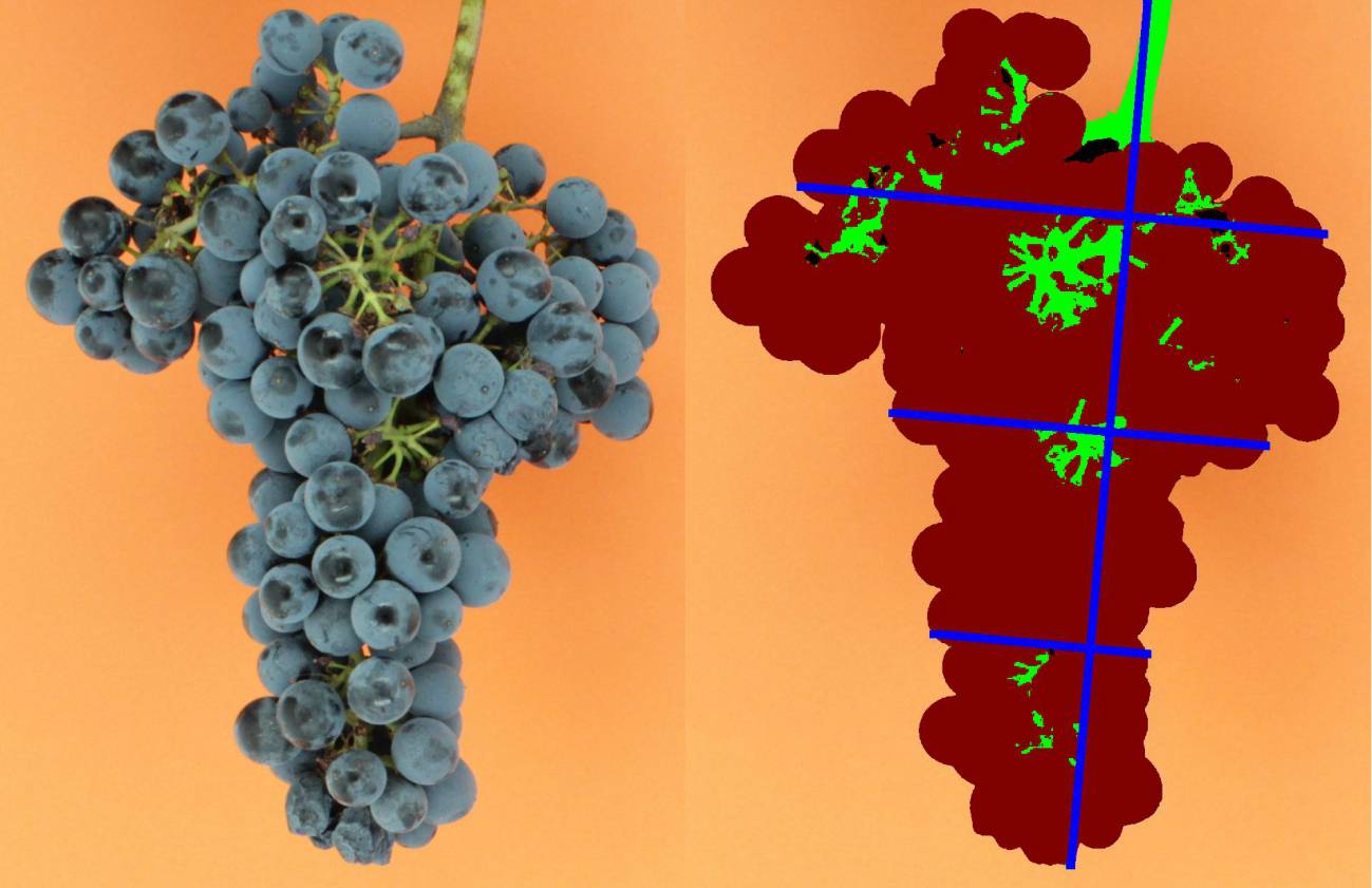 Uvas