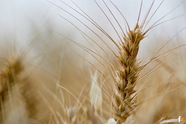Un nuevo tipo de trigo sin gluten y sin efectos adversos para la salud
