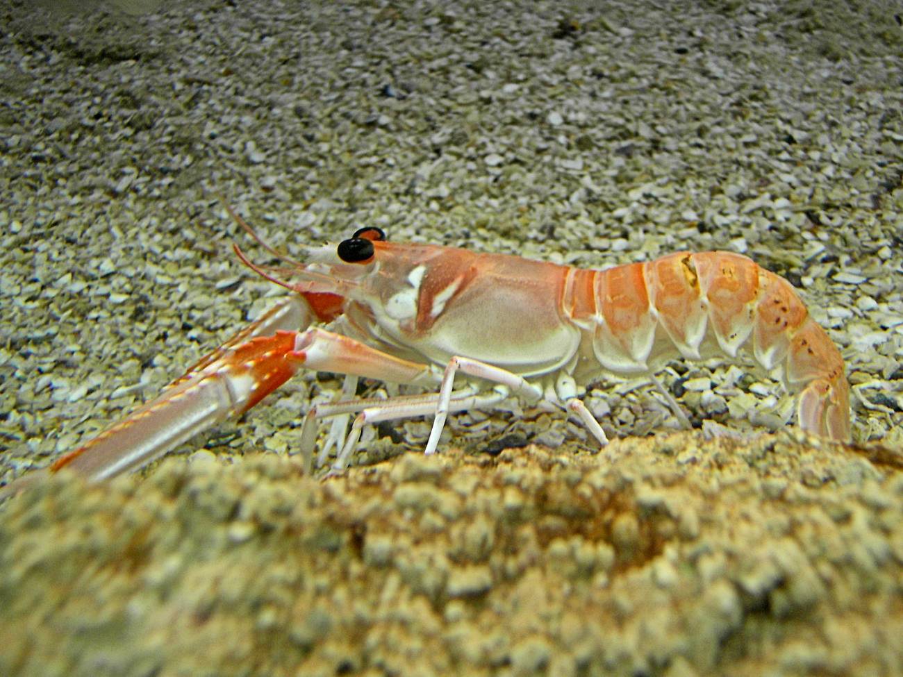 Cigala