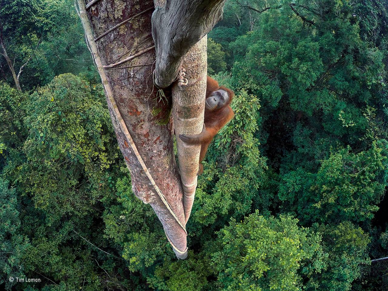 Un orangután trepador, premio ‘Wildlife Photographer of the Year’ 
