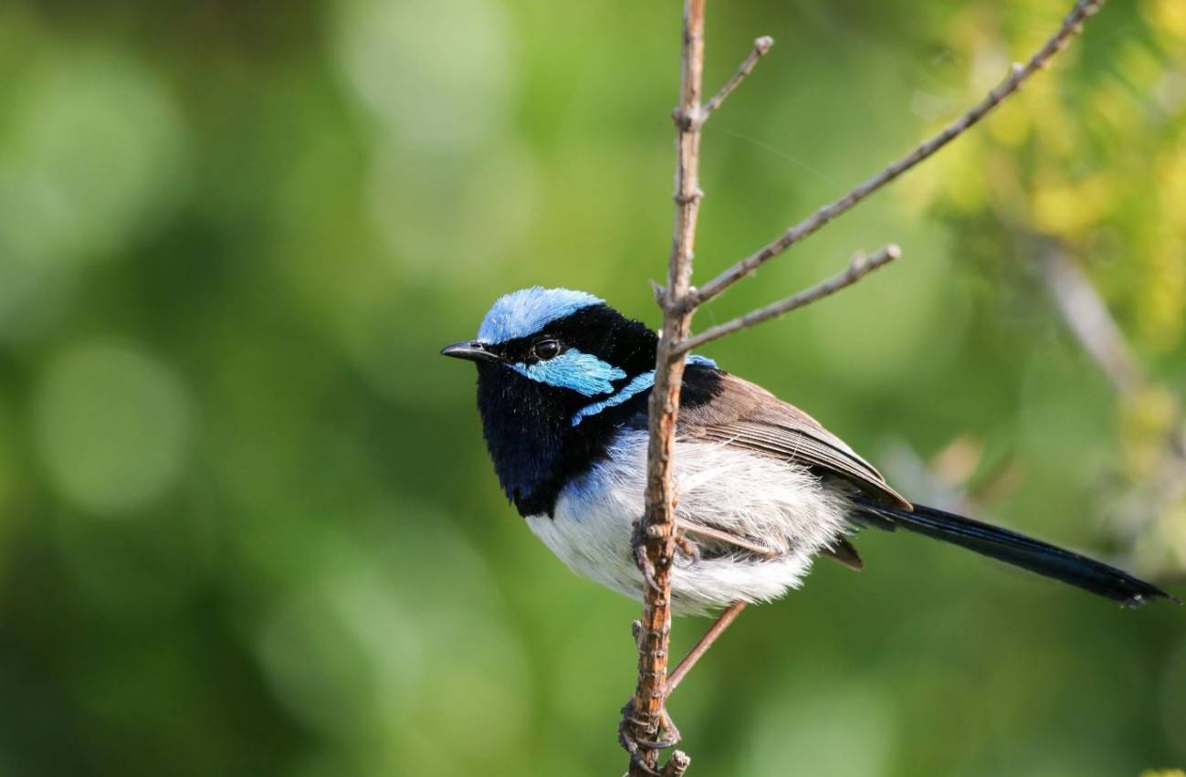 Un pájaro reconoce las llamadas de alarma de otras especies de aves