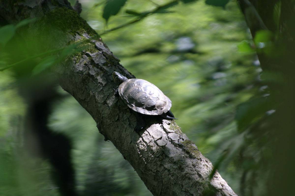 Un parásito de una especie invasora amenaza al galápago europeo en Galicia