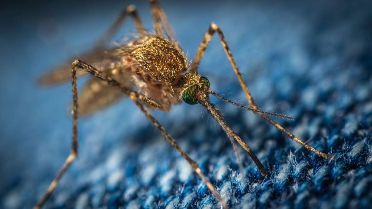 Un posible final para la picadura de mosquito