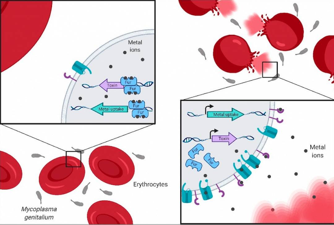 Un proceso clave para la supervivencia de ‘Mycoplasma genitalium’ en el tracto urogenital