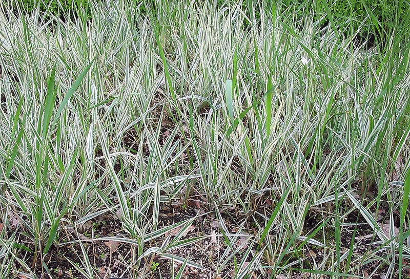 Un proceso de autorregulación de las plantas influye en los niveles de polen