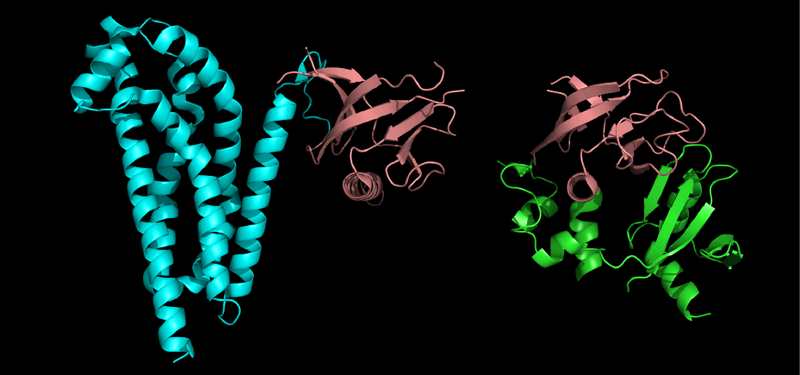 Un programa informático ayuda a entender la estructura de las proteínas