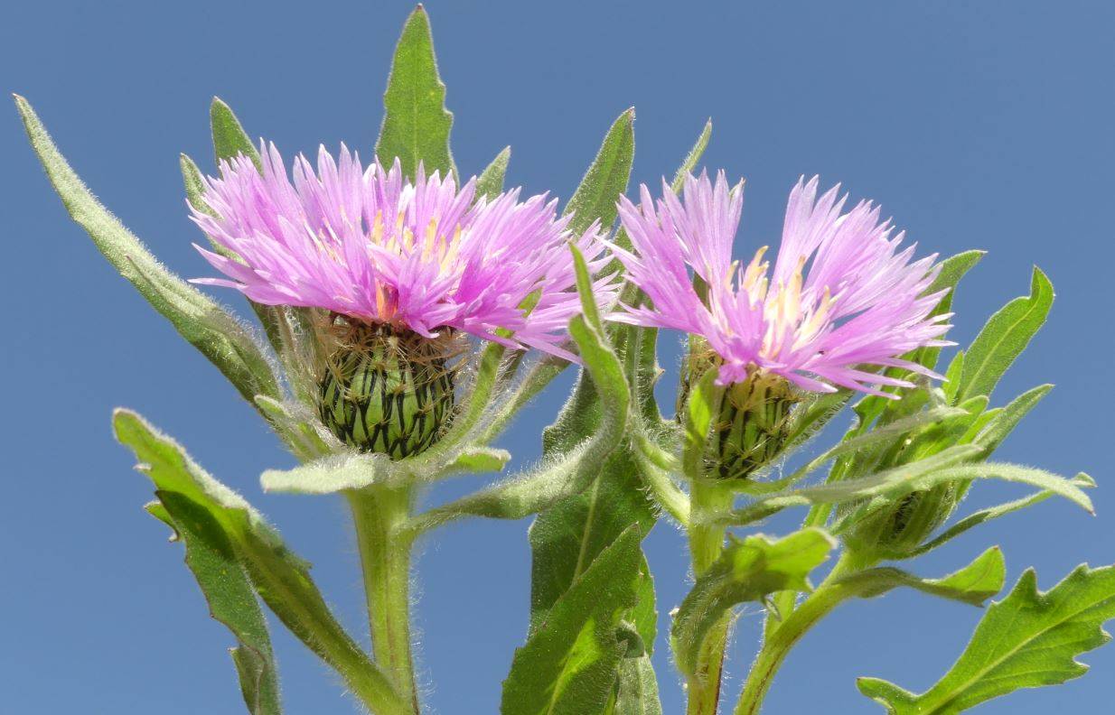 Centaurea pullata