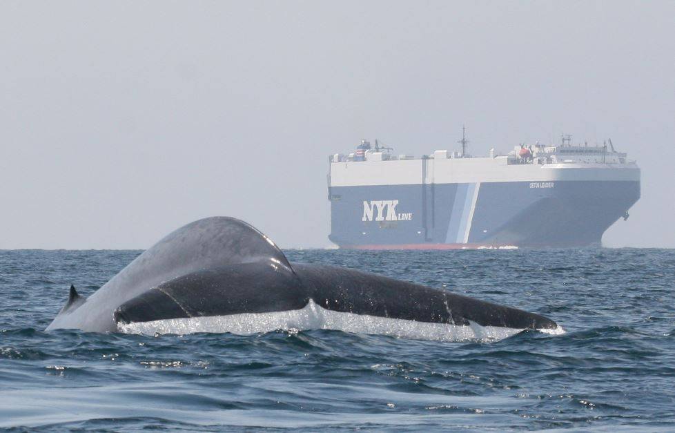 Un rastreador de ballenas azules evita que choquen contra los buques