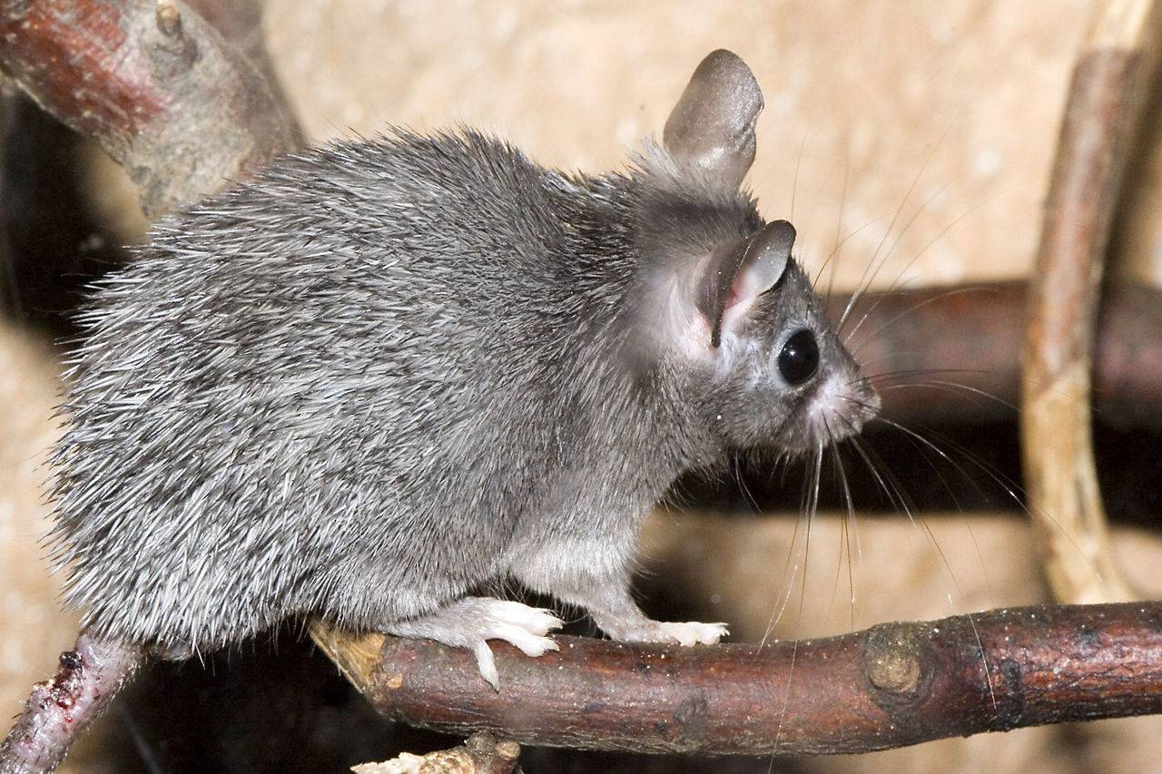 Ratón espinoso africano 
