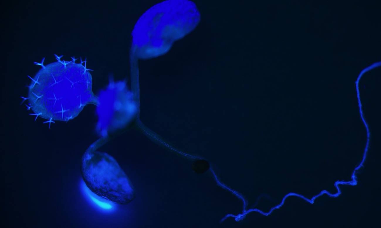 plantas, reloj circadiano