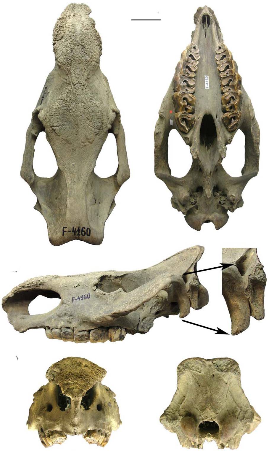 Un rinoceronte de más de 50.000 años indica que el clima de Siberia era similar al actual 