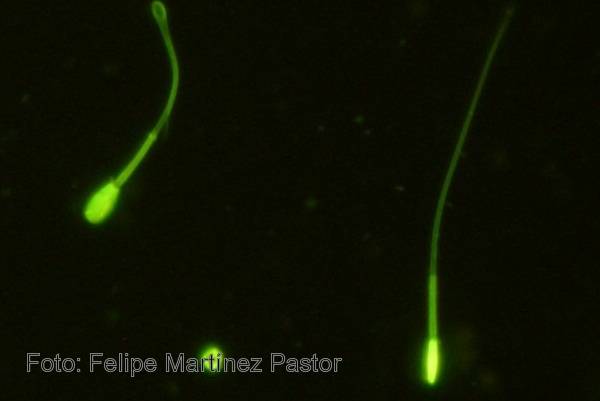 Un sensor identifica si un espermatozoide congelado está vivo