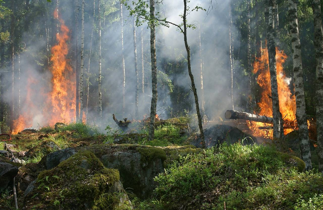 Un software calcula el impacto económico de los incendios forestales 