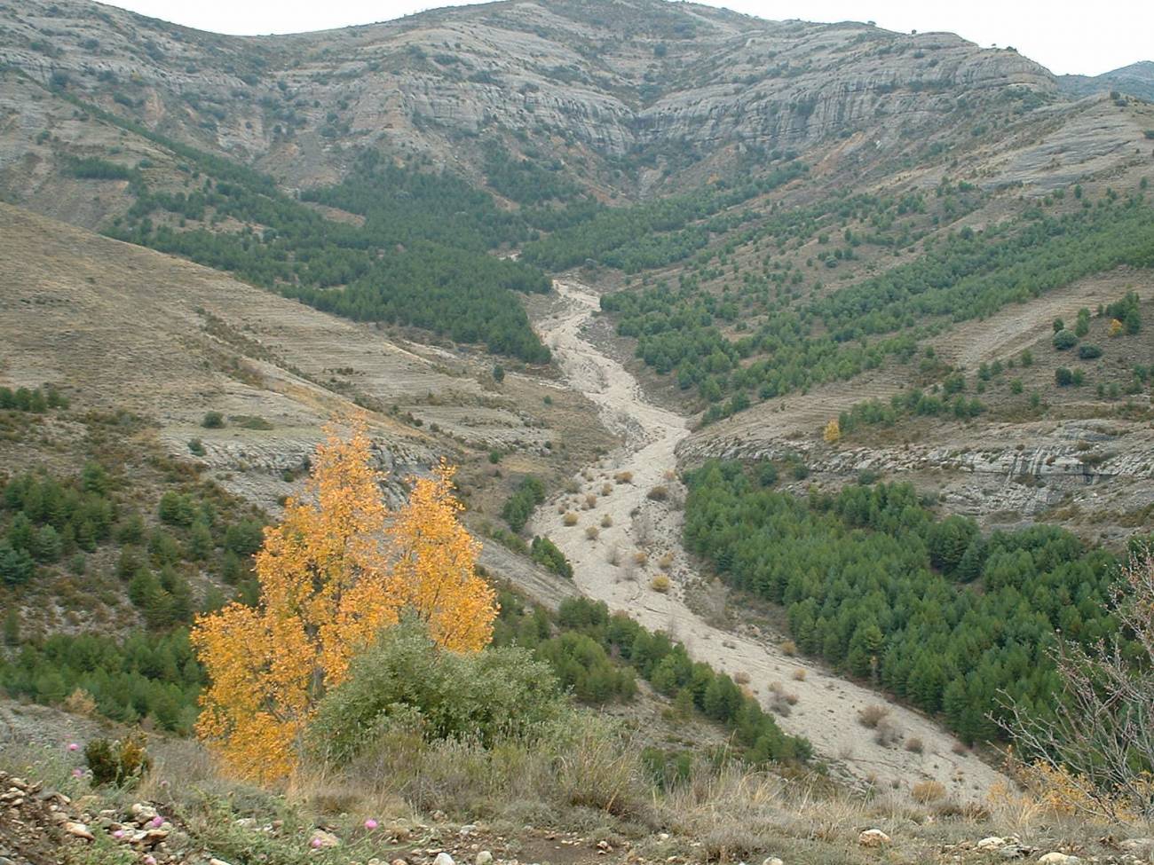 Conectividad propiciada por la continuidad y proximidad espacial de las masas forestales en el entorno del Barranco de Caranys (Tremp, Lérida). 