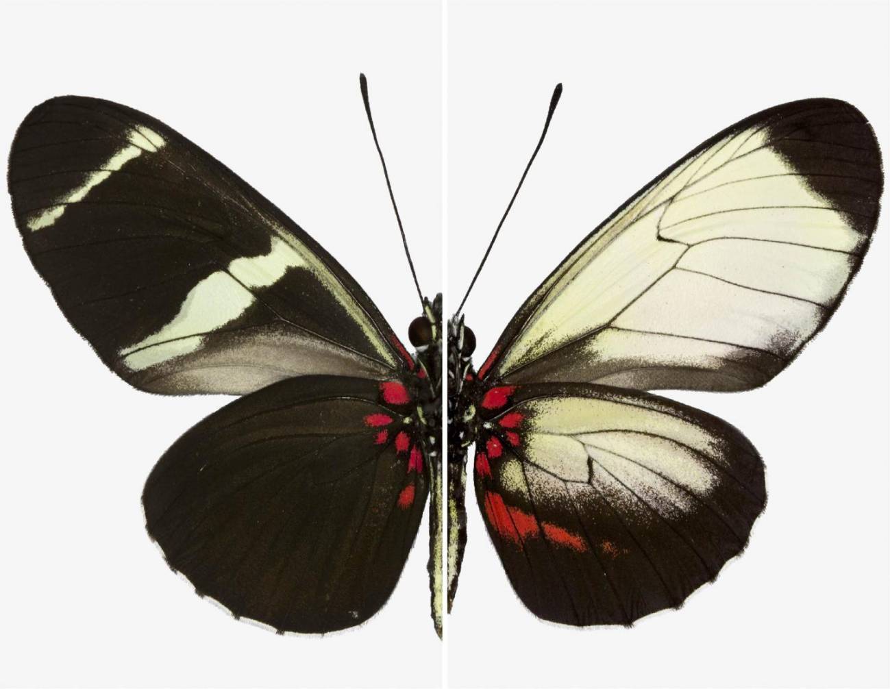 Un solo gen es clave para determinar el patrón de color en las mariposas 