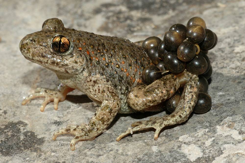 Un ‘spotify’ de cantos de ranas para luchar contra el cambio climático