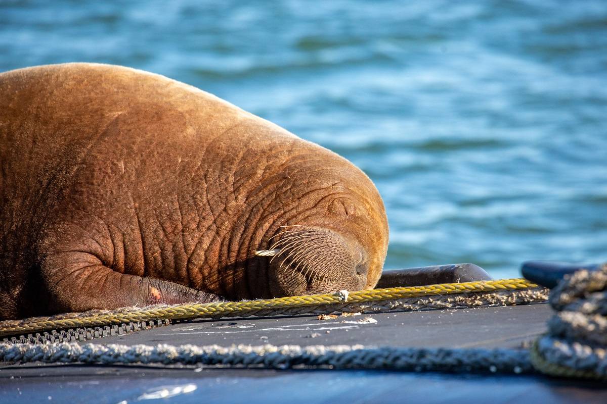 Un submarino neerlandés, el lugar ideal de descanso para esta morsa