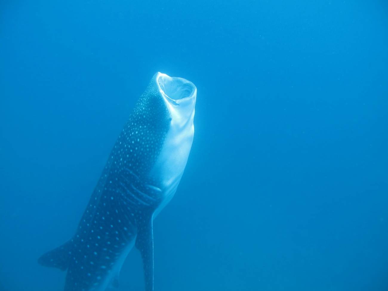 Un tiburón ballena realiza la mayor migración transpacífica jamás registrada