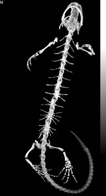 Un tritón deforme sugiere mecanismos alternativos en el desarrollo de las vértebras en anfibios