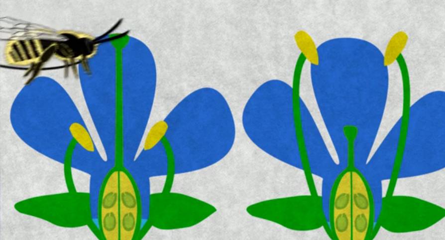 Captura del vídeo de flores y abejas