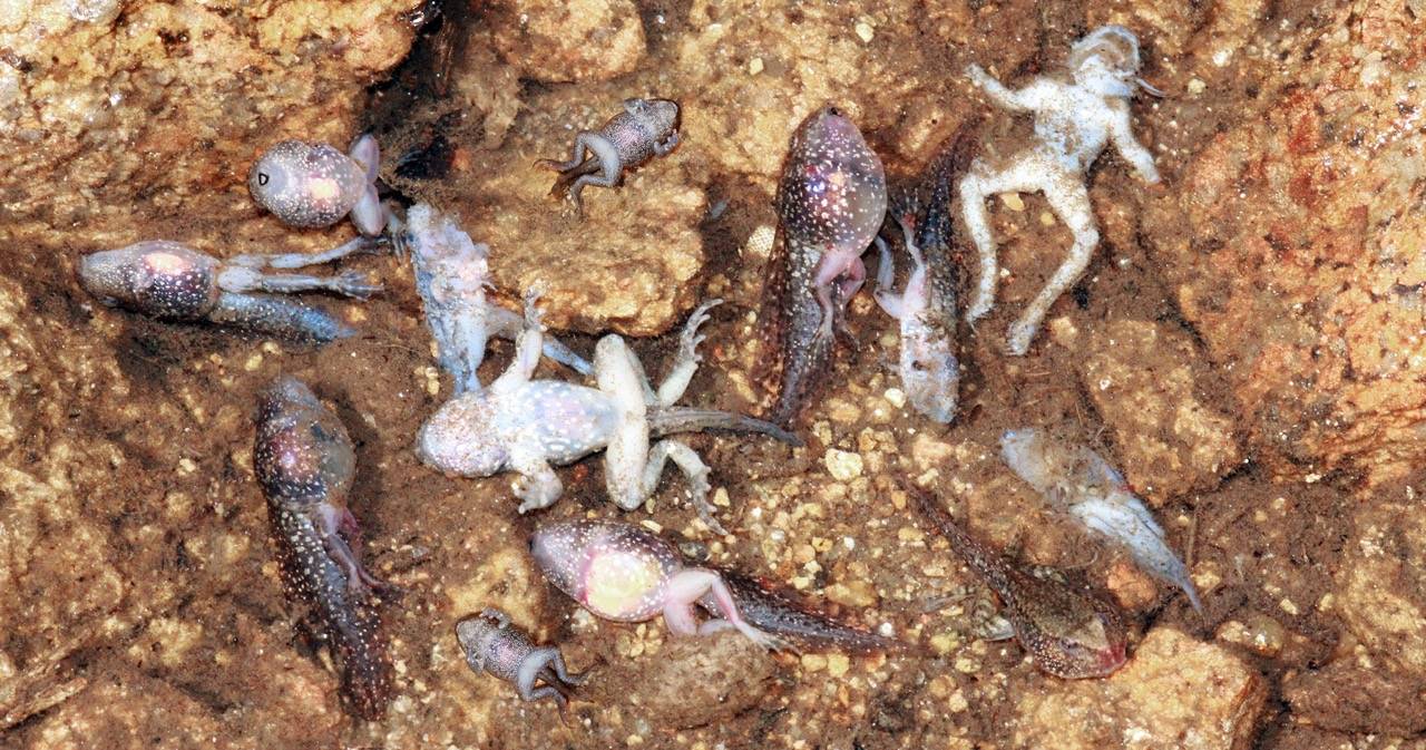 Un virus letal para los anfibios se extiende por Portugal