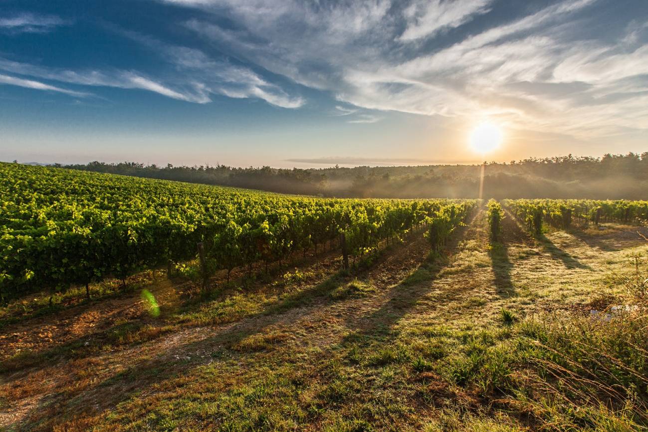Una alternativa para sustituir a los sulfitos en la elaboración del vino tinto