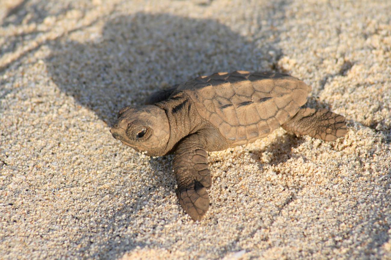 Cria de tortuga marina