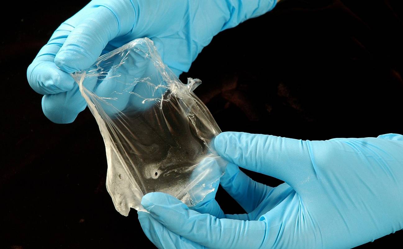 Una bacteria depredadora que mata para obtener bioplástico 