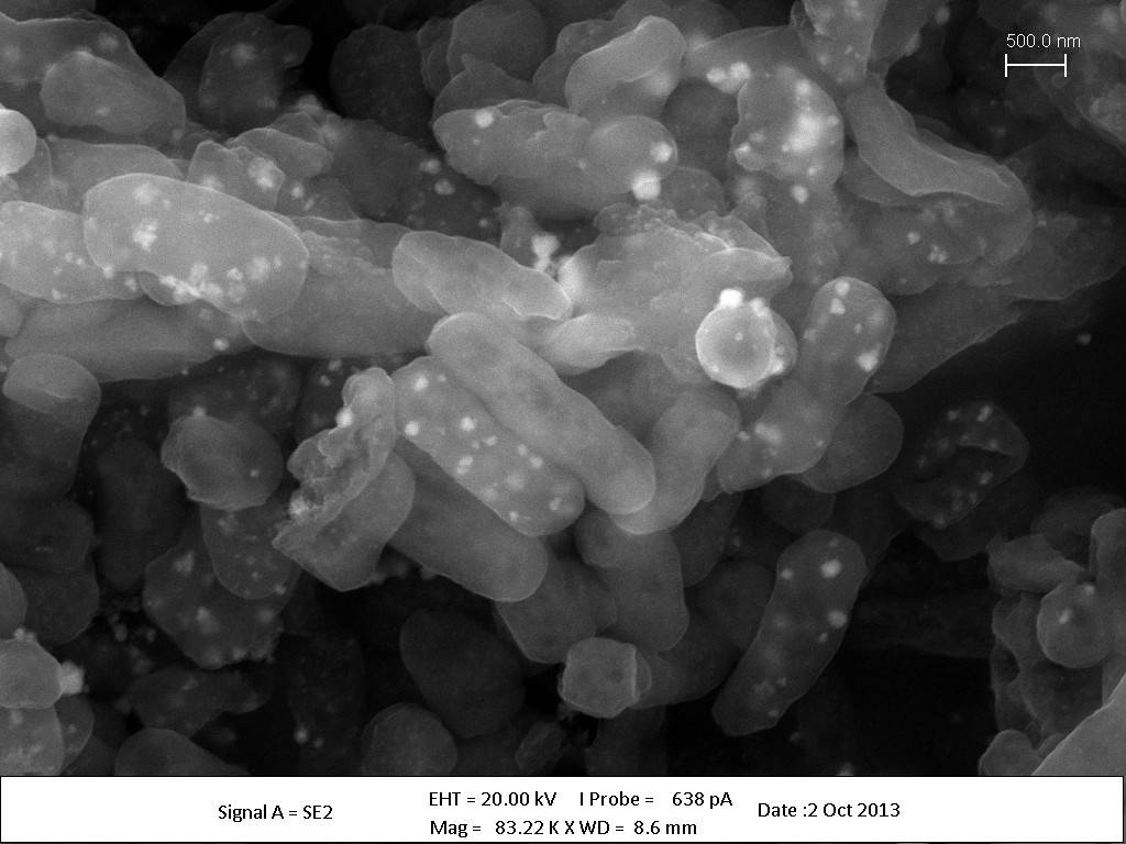 Una bacteria retiene metales pesados y devuelve productos biotecnológicos